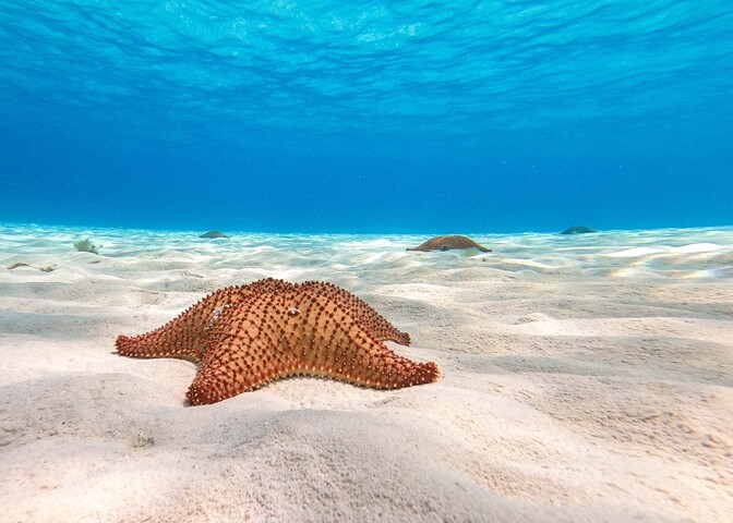 Cozumel Safari