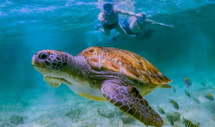 Cenote Turtles and Beach Club