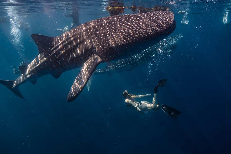 female-diver-water-with-whale-sharks-rhincodon-typus