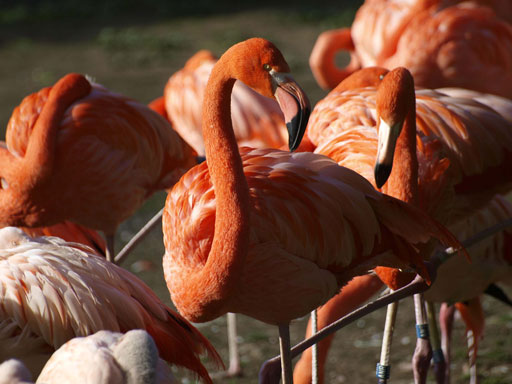 Ruta de los flamingos – Las coloradas