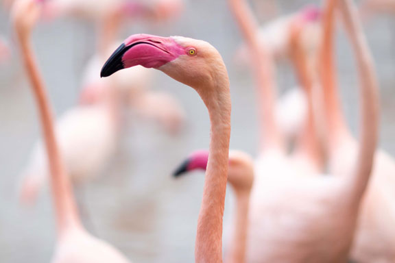 group-flamingos