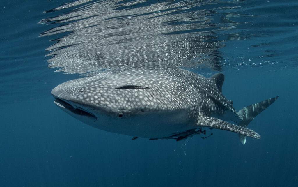 whale-shark