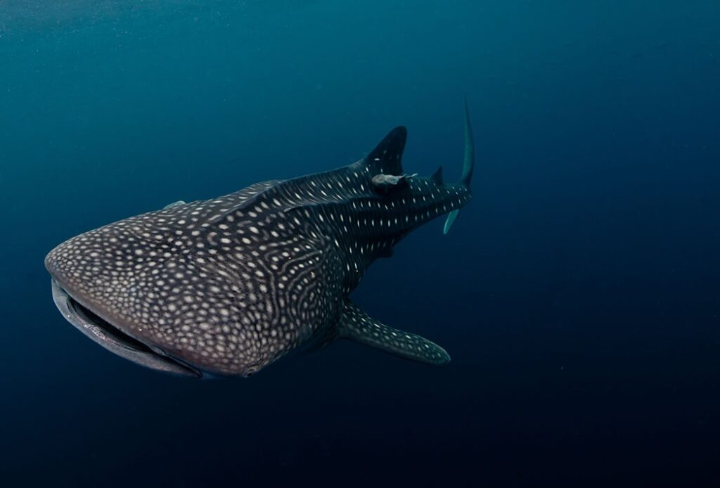 whale-shark-swimming-underwater